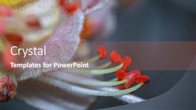  Presentation with pollen - Audience pleasing slide set consisting of close-up-shot-of-pollen backdrop and a tawny brown colored foreground