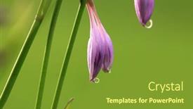  Presentation with purple flowers - Colorful PPT layouts enhanced with close-up-shot-of-purple backdrop and a tawny brown colored foreground