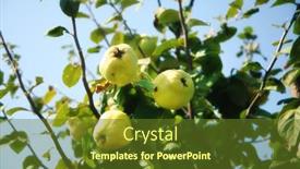  Presentation with tree - PPT layouts consisting of close-up-shot-of-quince background and a tawny brown colored foreground