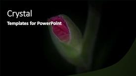  Presentation with bud - Cool new presentation design with close-up-shot-of-red backdrop and a black colored foreground