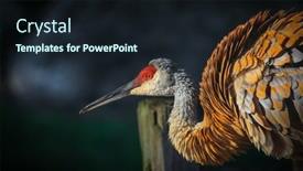  Presentation with crane - Beautiful theme featuring close-up-shot-of-sandhill backdrop and a wine colored foreground