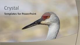  Presentation with crane - Audience pleasing PPT layouts consisting of close-up-shot-of-sandhill backdrop and a light gray colored foreground