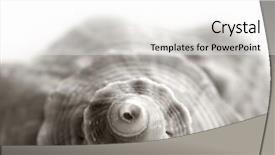  Presentation with sea shell - Slides featuring close-up-shot-of-sea background and a white colored foreground
