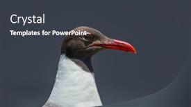  Presentation with seagull - Colorful theme enhanced with close-up-shot-of-seagull backdrop and a dark gray colored foreground