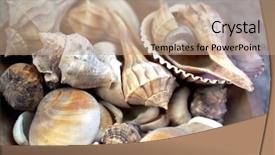  Presentation with sea shells - Slide deck consisting of stilllife beach - close up shot of several background and a coral colored foreground