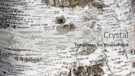 Presentation with stem - Amazing theme having close-up-shot-of-silver backdrop and a light gray colored foreground