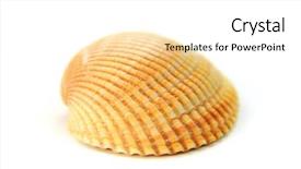  Presentation with sea shell - Colorful PPT theme enhanced with close up shot of single backdrop and a white colored foreground