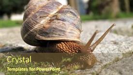  Presentation with snail - Amazing presentation theme having close-up-shot-of-snail backdrop and a tawny brown colored foreground