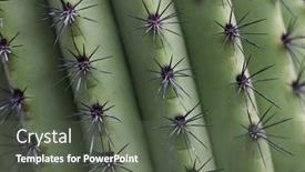  Presentation with ridges - Presentation theme enhanced with close-up-shot-of-spiny background and a dark gray colored foreground