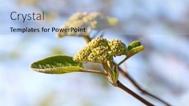  Presentation with bloom - PPT theme enhanced with close-up-shot-of-spring background and a light blue colored foreground