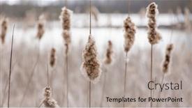  Presentation with tall - PPT layouts with close-up-shot-of-tall background and a light gray colored foreground