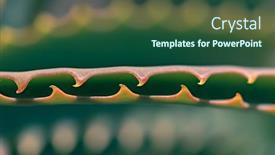  Presentation with thorns - Presentation theme featuring close-up-shot-of-thorns background and a forest green colored foreground