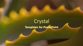  Presentation with thorns - Slide deck enhanced with close-up-shot-of-thorns background and a tawny brown colored foreground