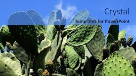  Presentation with cactus - Slide deck enhanced with close up shot of thorny cactus in nature background and a light blue colored foreground
