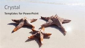  Presentation with starfish - Presentation theme featuring close-up-shot-of-three background and a sky blue colored foreground