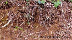  Presentation with tree roots - 