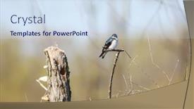  Presentation with swallow - Audience pleasing theme consisting of close-up-shot-of-tree backdrop and a sky blue colored foreground