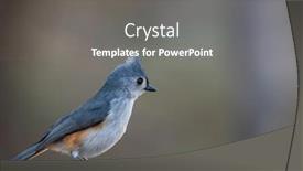  Presentation with shot - Presentation theme with close-up-shot-of-tufted background and a gray colored foreground