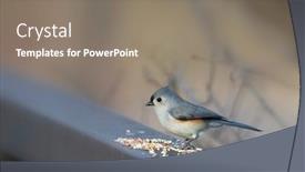  Presentation with shot - PPT layouts having close-up-shot-of-tufted background and a gray colored foreground