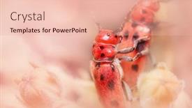  Presentation with young plant - Slide deck having close-up-shot-of-two background and a lemonade colored foreground