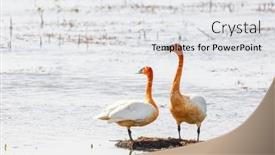  Presentation with marsh - Colorful slide set enhanced with close-up-shot-of-two backdrop and a white colored foreground