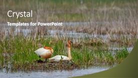  Presentation with marsh - Slides having close-up-shot-of-two background and a gray colored foreground