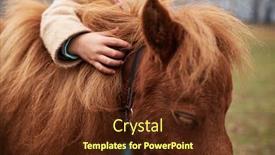  Presentation with shot - Beautiful presentation theme featuring close-up-shot-of-unrecognizable backdrop and a tawny brown colored foreground