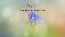  Presentation with blue flower - Colorful PPT theme enhanced with close-up-shot-of-veronica backdrop and a soft green colored foreground