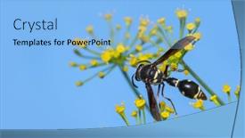  Presentation with shot - Slide set with close-up-shot-of-wasp background and a light blue colored foreground