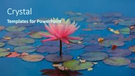  Presentation with water lily - Slide deck enhanced with close-up-shot-of-water background and a ocean colored foreground