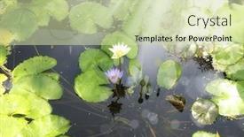  Presentation with lotus water - Theme with close up shot of water lily lotus and light in garden background and a soft green colored foreground