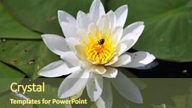  Presentation with water lily - Colorful PPT layouts enhanced with close up shot of water lily flower and leaves backdrop and a tawny brown colored foreground