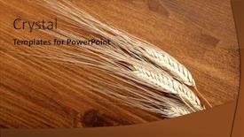  Presentation with shot - Cool new PPT theme with close-up-shot-of-wheatear backdrop and a red colored foreground