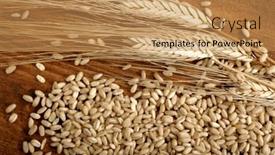  Presentation with shot - Slides enhanced with close-up-shot-of-wheatear background and a coral colored foreground