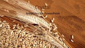  Presentation with shot - PPT layouts consisting of close-up-shot-of-wheatear background and a red colored foreground