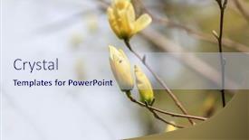  Presentation with magnolia - Slide deck with close-up-shot-of-white background and a sky blue colored foreground