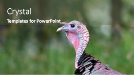  Presentation with turkey - PPT theme enhanced with close-up-shot-of-wild background and a tawny brown colored foreground