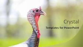  Presentation with turkey - Beautiful theme featuring close-up-shot-of-wild backdrop and a mint green colored foreground