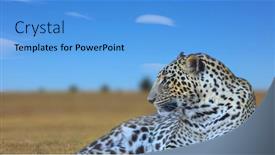  Presentation with safari - Amazing slide deck having close-up-shot-of-wild backdrop and a light blue colored foreground