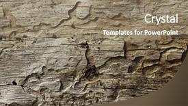 Presentation with wood grain - Amazing PPT layouts having close-up shot of wood grain pattern backdrop and a coral colored foreground