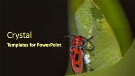  Presentation with shot - Amazing theme having close-up-shot-of-young backdrop and a wine colored foreground