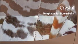  Presentation with succulent - Presentation with close-up-shot-of-zebra background and a violet colored foreground