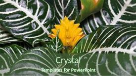  Presentation with plant - Presentation theme enhanced with close-up-shot-of-zebra background and a tawny brown colored foreground