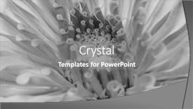  Presentation with flower - PPT layouts featuring close-up-shot-of-zinnia background and a gray colored foreground