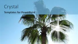  Presentation with palm tree - Audience pleasing presentation theme consisting of close-up-shot backdrop and a light blue colored foreground