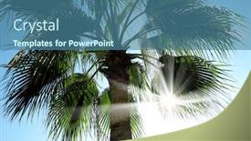  Presentation with palm tree - Presentation theme enhanced with close-up-shot background and a ocean colored foreground