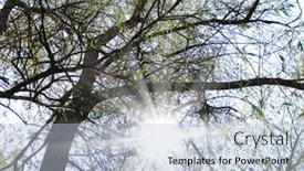  Presentation with locust - Amazing slide set having close up shot of a locust tree backdrop and a light blue colored foreground