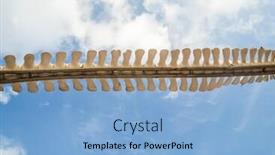  Presentation with whales - Colorful PPT theme enhanced with close up shot of the whales spine being displayed at the canary island backdrop and a light blue colored foreground