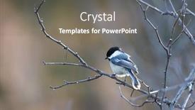  Presentation with bird - Colorful slide set enhanced with close-up-shot backdrop and a gray colored foreground