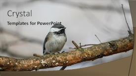  Presentation with close up shot - Presentation design consisting of close-up-shot background and a light gray colored foreground